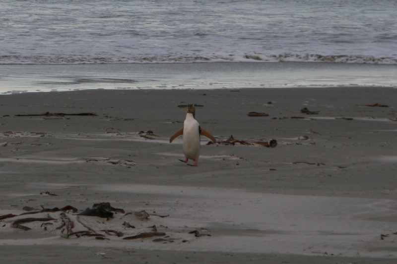 Nieuw-Zeeland 2011 - 2027